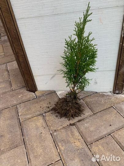 Туя смарагд саженцы