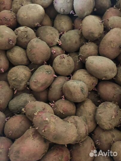 Семенной картофель