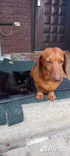 Такса на вязку