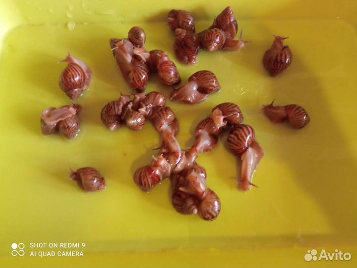 Улитки ахатины