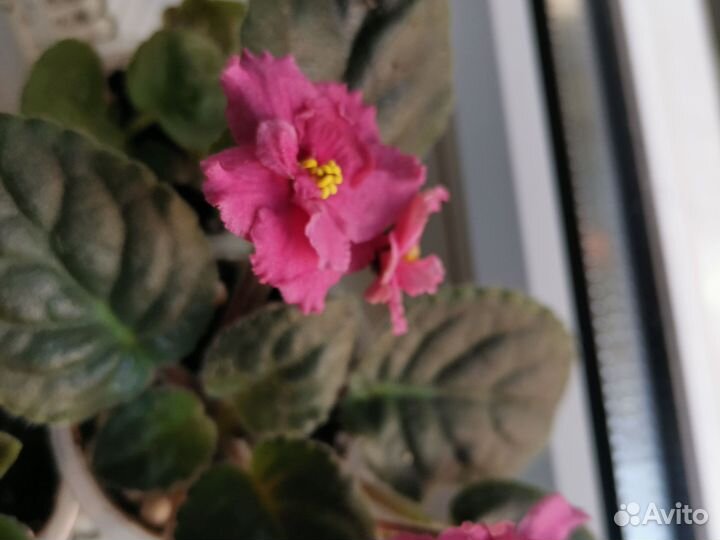 Укорененные фиалки, лимон, фикус