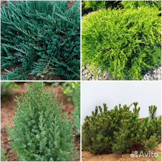 Можжевельник блю чип, олд голд, стрикта