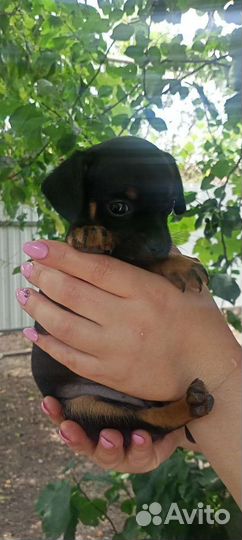 Мини той-терьер щенки