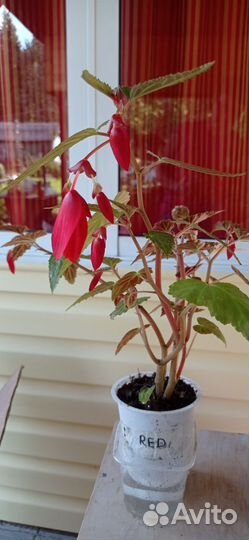 Бегония белекония