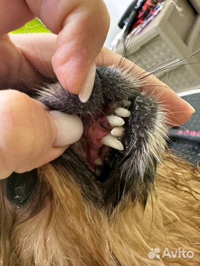 Ультразвуковая чистка зубов собаке