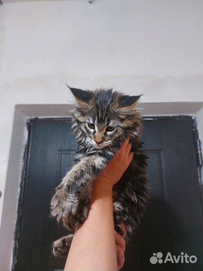 Котята мейн-кун