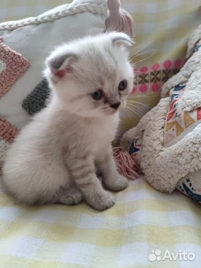 Шотландские котята