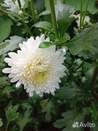 Хризантема