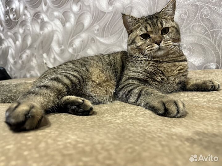 Кот на вязку