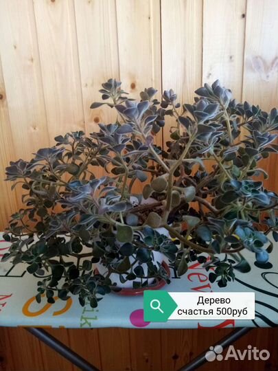 Фикус, денежное дерево, драцена