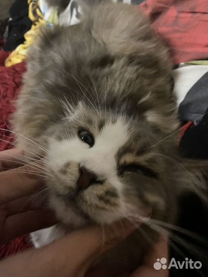 Выгул собак и зооняня 16 лет