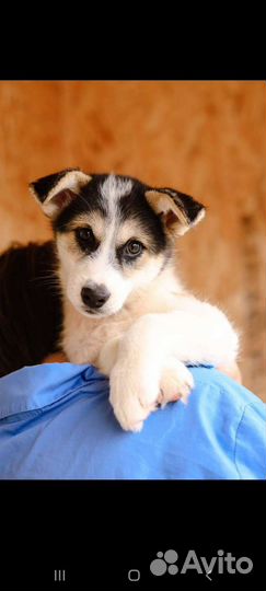 Щенок из приюта ищет семью