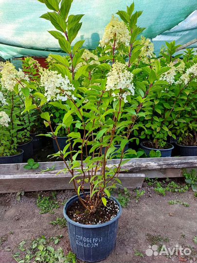 Гортензия Стробери Блоссом