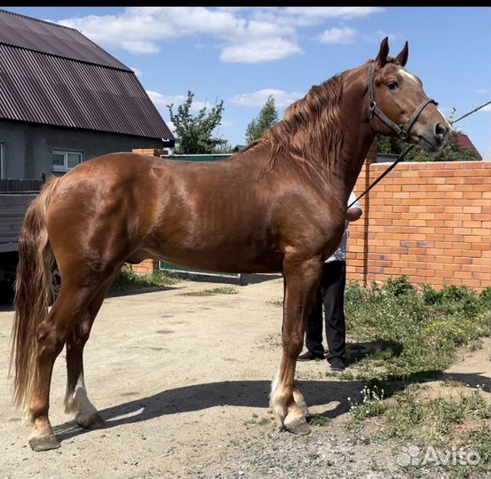 Продается крупный жеребец
