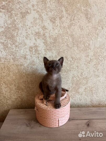 Бурманская