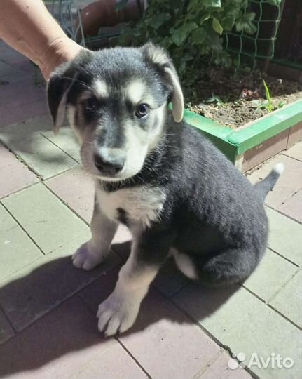 Собака в добрые руки щенок