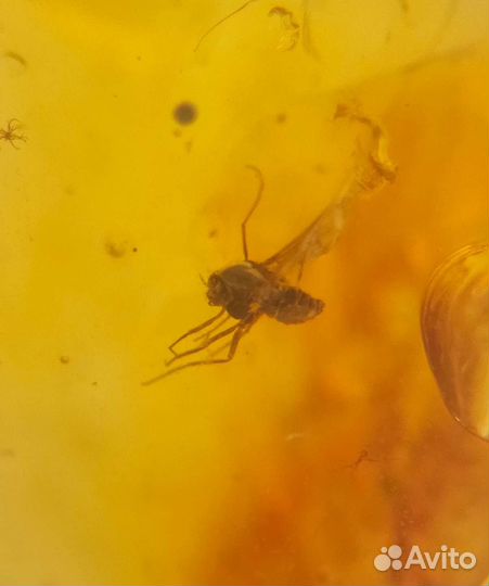 Муха и комар / Инклюз в янтаре