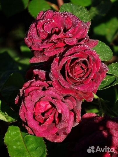 Роза флорибунда Кэти роза