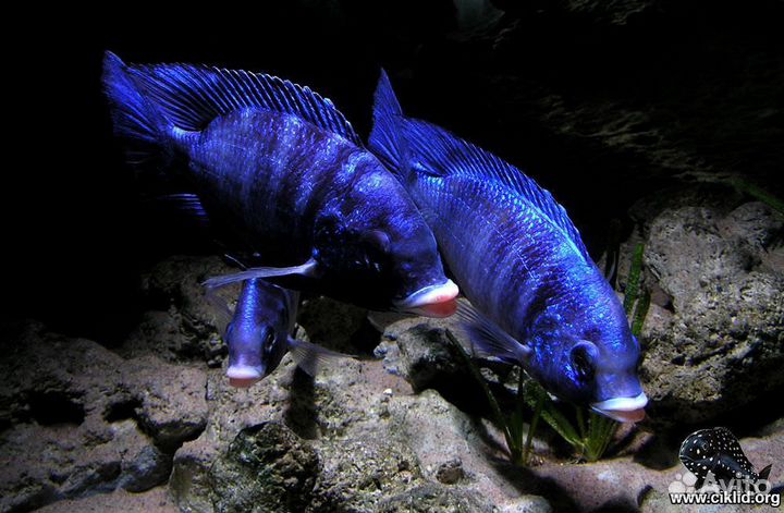 Малавийские цихлиды