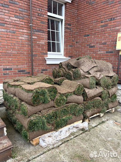 Рулонный газон 