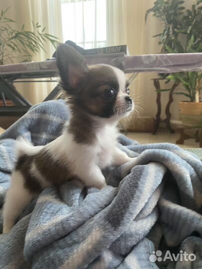 Щенки чихуахуа