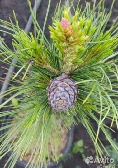 Кедр привитый Сибирский закрытая корневая