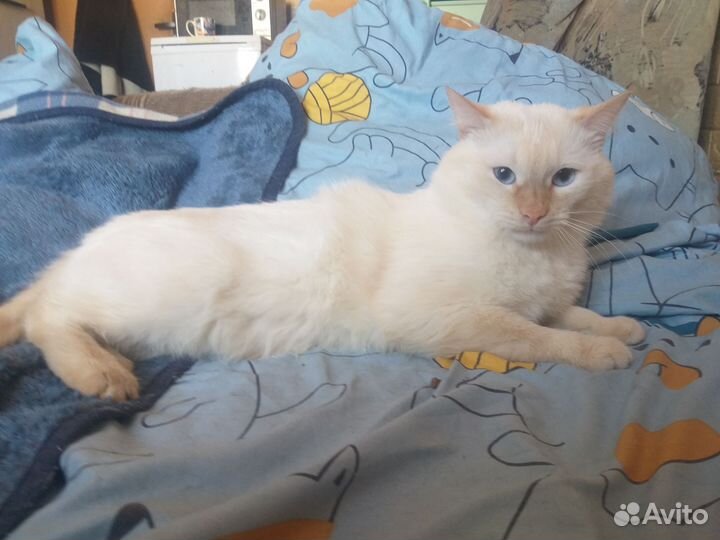 Отдам кота и кошку