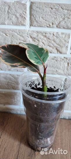 Фикус эластика тинеке