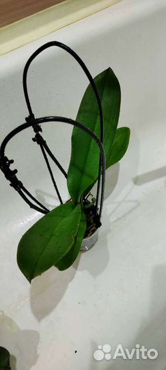 Орхидея каменная роза