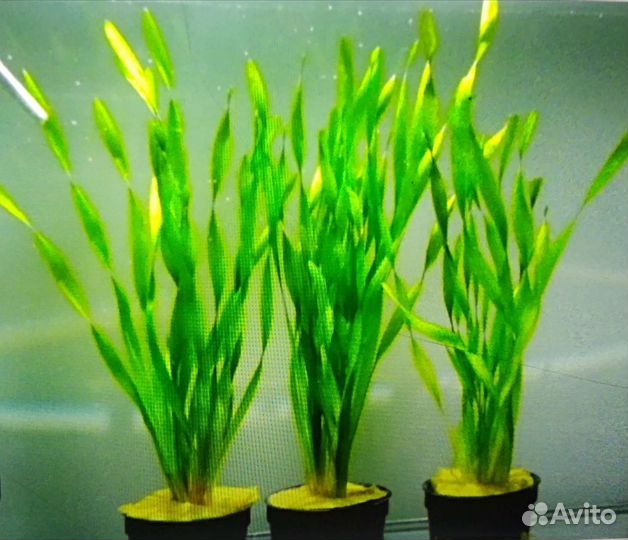 Аквариумные растения и рыбки самые непрехотливые