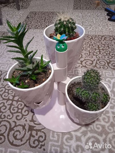 3 кактуса