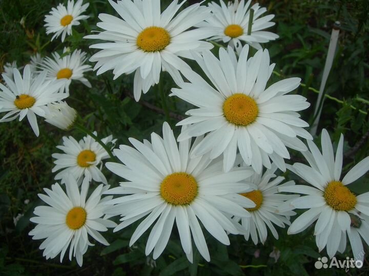 Ромашка садовая, кустовая Нивянник, папоротник