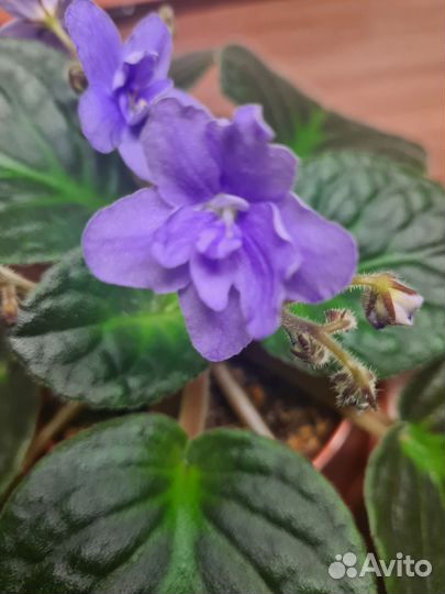 Фиалка сортовая (потеряшка)