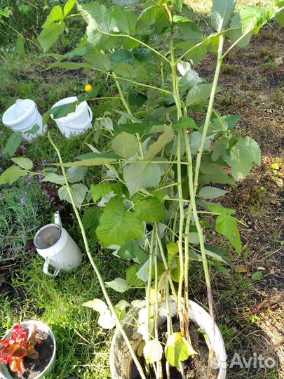 Кустики крупной, вкусной малины