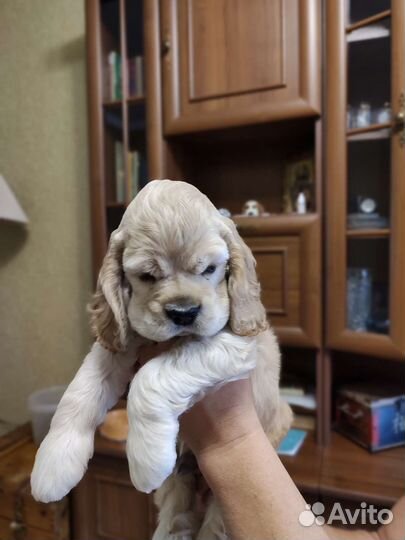 Кокер спаниель