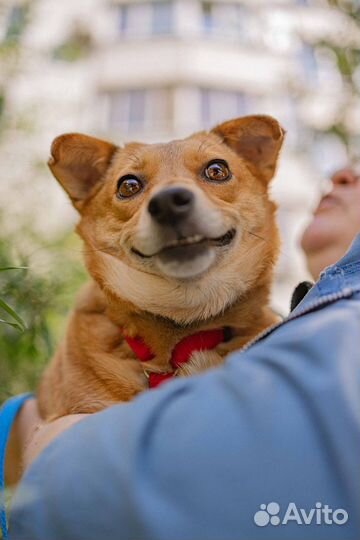 Аля ищет семью