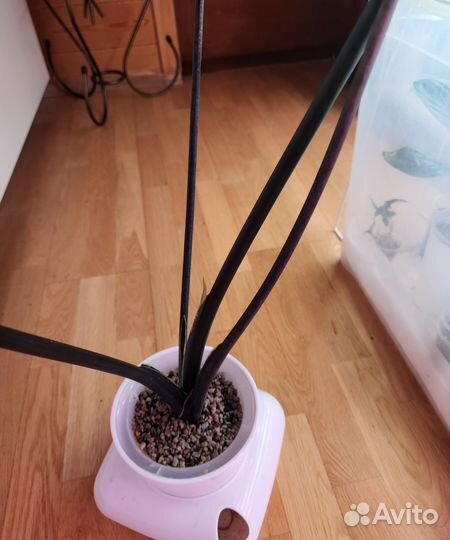 Алоказия Блек Зебрина