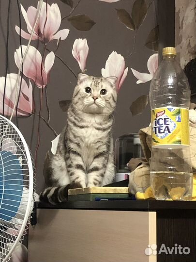 Шотландский кот на вязку