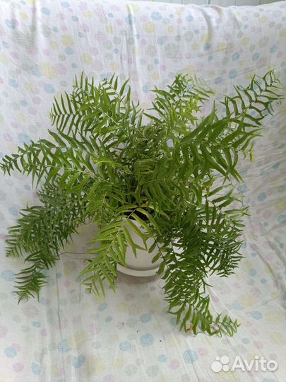Папоротник нефролепис Биссерата фурканс