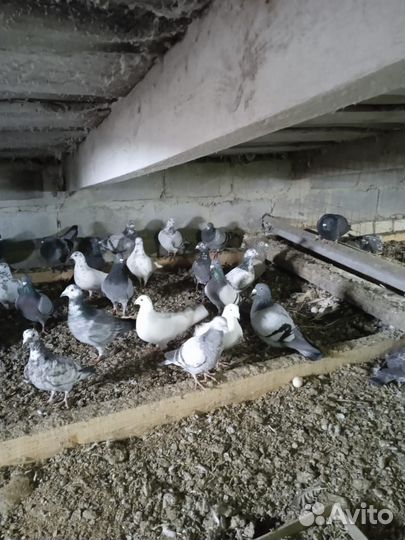 Почтовые голуби