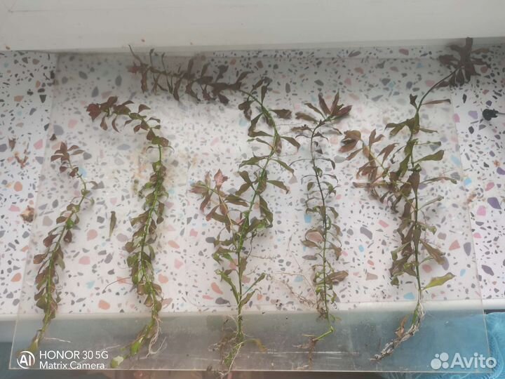 Растения для аквариума