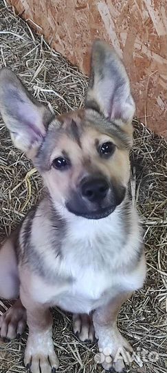 Собака в добрые руки щенок