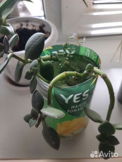 Толстянка денежное дерево