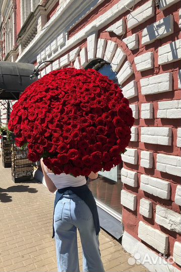 151 роза красная Высокие класса Премиум