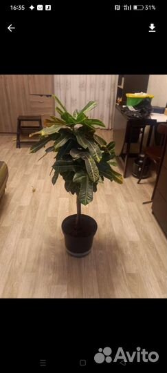 Кодиеум кротон.Бронь