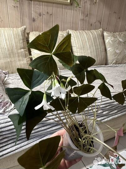 Кислица (оксалис)