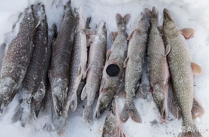 Рыба свежемороженая