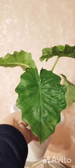 Алоказия Лоу райдер