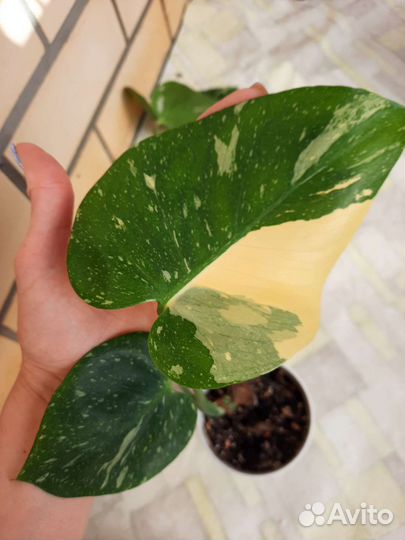 Монстера тайское созвездие