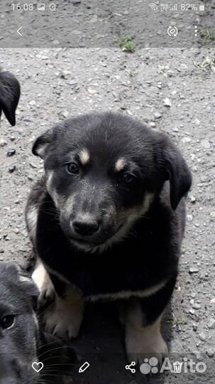 Восточноевропейская овчарка